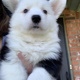 Cardigan Welsh Corgi Puppies from Luxe Cardigan Welsh Corgis