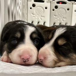 Border Collie Puppies from Garcia Family Farms