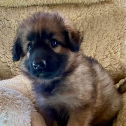 Shiloh Shepherd Puppies from Imladris Shilohs