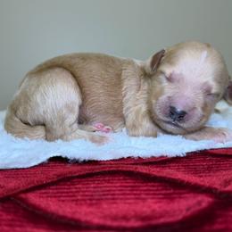 Koda - Apricot male Goldendoodle puppy in Woodburn, Indiana from Lengachers Cuddly Doods