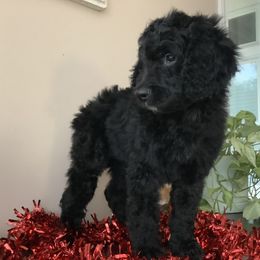Marco - Black Bernedoodle puppy in Frisco, North Carolina from Beach Bernedoodles
