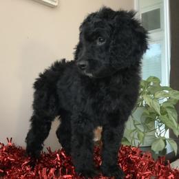 Marco - Black Bernedoodle puppy in Frisco, North Carolina from Beach Bernedoodles