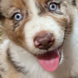 Australian Shepherd Puppies from Log House Farm Aussies