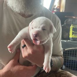 American Bulldog Puppies from Slumski's Bulldogs