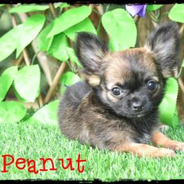 Peanut - Black sabled fawn male Chihuahua puppy in Demorest, Georgia from Sourpatch Chihuahuas