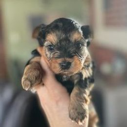 Yorkshire Terriers from Tabatha Ray's Yorkshire Terriers