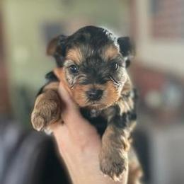 Yorkshire Terriers from Tabatha Ray's Yorkshire Terriers