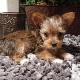 Peanut - Gold male Yorkshire Terrier puppy in Hot Springs, Arkansas from Kimberly's Lovable Littles