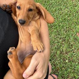 Graycie Red Girl 1 - Red female Dachshund puppy in Lakeland, Florida from Grazing Weeners
