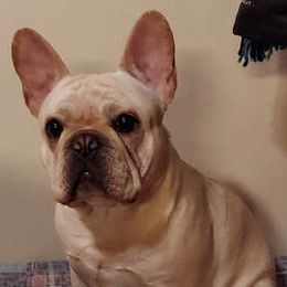 French Bulldogs from Prairie Gem French Bulldogs
