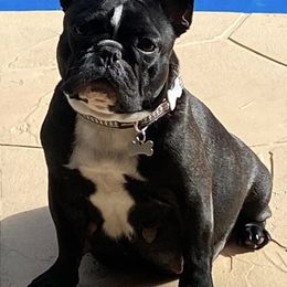 French Bulldogs from Port Side Frenchies
