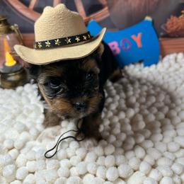 Boy one (1500) - Chocolate, tan and white male Yorkshire Terrier puppy in Douglas, Georgia from Southern Georgia Yorkies and biewers
