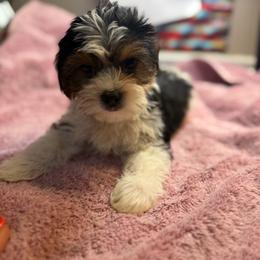 Chuck - Black & tan tri-color male Morkie puppy in Florence, Kentucky from 4paws4ever by Design