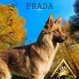 Prada - German Shepherd
