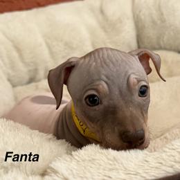 Fanta - White and chocolate female American Hairless Terrier puppy in Arizona City, Arizona from Gaus Hof