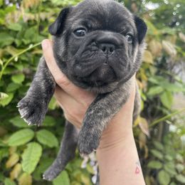 AKC CHAMPION BLOODLINE - Bowie - BRINDLE BOY - Brindle male French Bulldog puppy in Spanaway, Washington from Beloved Frenchies