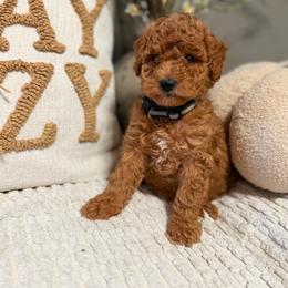 Black Boy 1 - Apricot male Goldendoodle puppy in Sacramento, California from Golden Heart Doodles
