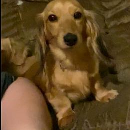 Daphne - Dachshund