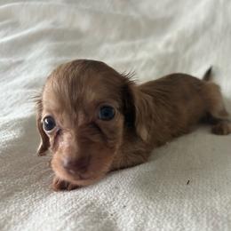 Simone (red shaded brindle) - Dapple female Dachshund puppy in Sebring, Florida from Mini Weenies