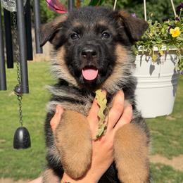 Dior - Black and red female German Shepherd puppy in Harvard, Illinois from Aus Dem Meer German Shepherds