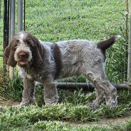 Gordon Setter and Spinone Italiano Puppies from Spinsetters