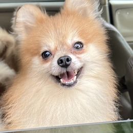 Oso - Pomeranian