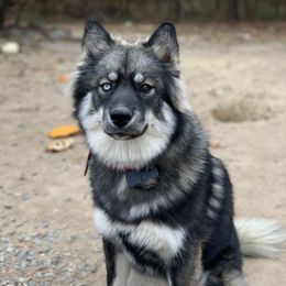 Disney - Siberian Husky