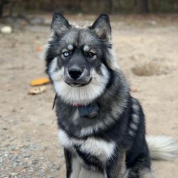 Disney - Siberian Husky