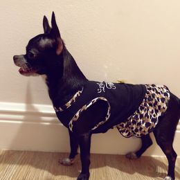 Zoey - Chihuahua