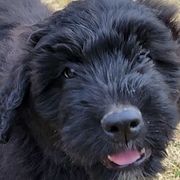 Bouvier des Flandres from Black Bears Critters