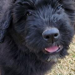 Bouvier des Flandres from Black Bears Critters