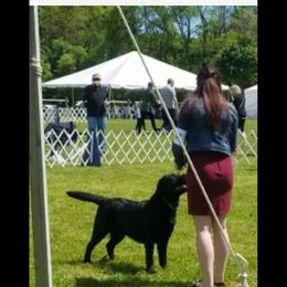 Labrador Retriever Puppies from Sound View Labradors East