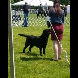 Labrador Retriever Puppies from Sound View Labradors East