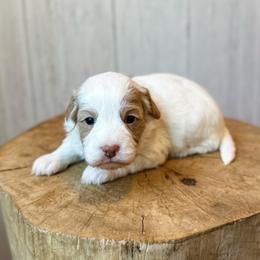 Limoncello - Apricot female Assorted Doodle Crosses puppy in Arlington, Washington from Doodle Love Laugh