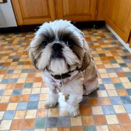 Winston - AKC Champion Bloodline - Tricolor male Shih Tzu puppy in Long Beach, California from Prieto Shih-Tzu's