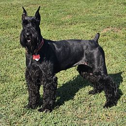 Raven - Giant Schnauzer