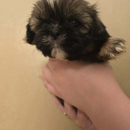 Girl 3 - Brindle and white female Shih Tzu puppy in Norris City, Illinois from Dainty and Darling Shih Tzu