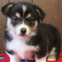 Pembroke Welsh Corgis from Keifer’s Corgis