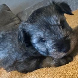 Cooper - Salt and pepper male Miniature Schnauzer puppy in Oklahoma City, Oklahoma from L & R Miniature Schnauzers