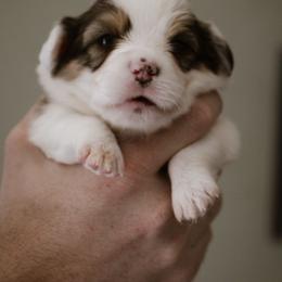 Mattie - Sable female Pembroke Welsh Corgi puppy in South Otselic, New York from Ridge Top Corgis