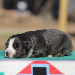 Sapphire - Dilute blue female Australian Shepherd puppy in Quapaw, Oklahoma from Rocky Hill Aussies