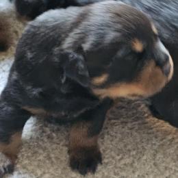 Barbie Vom Hause Pragacz aka futere Champ - Black and mahogany female Rottweiler puppy in Bartonsville, Pennsylvania from Karol's Rottweilers