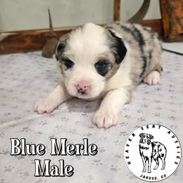 Vancouver - Blue merle male Toy Australian Shepherd puppy in Jaroso, Colorado from Heaven Sent Aussies