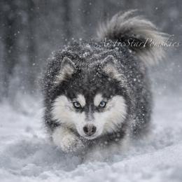 Kenai - Pomsky