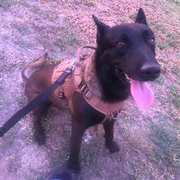 Gunner - Belgian Malinois
