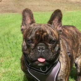 Phoebe - French Bulldog