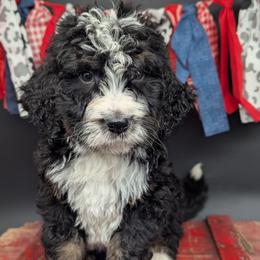 Riggs - Tri-color male Bernedoodle puppy in Lancaster, Minnesota from Richardville Hunde