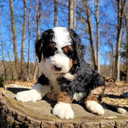 Bernedoodle Puppies from Beartown Doodles