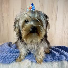 Hank - Black and tan male Yorkipoo puppy in Roseville, California from Blueberry Brook Yorkies