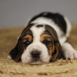 Kratos - Black brown and white male Basset Hound puppy in Idaho from Welcome Home Bassets